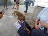 Even the apes like PANORAMA!